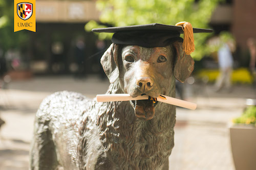 True Grit statue wearing commencement mortar board and holding diploma in his mouth.