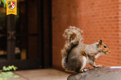 Close-up of squirrel standing on top of a trashcan outside academic building.