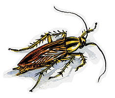 PESTS_roach